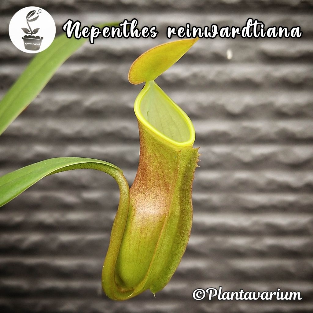 Tanaman Karnivora Kantung Semar Nepenthes Reinwardtiana