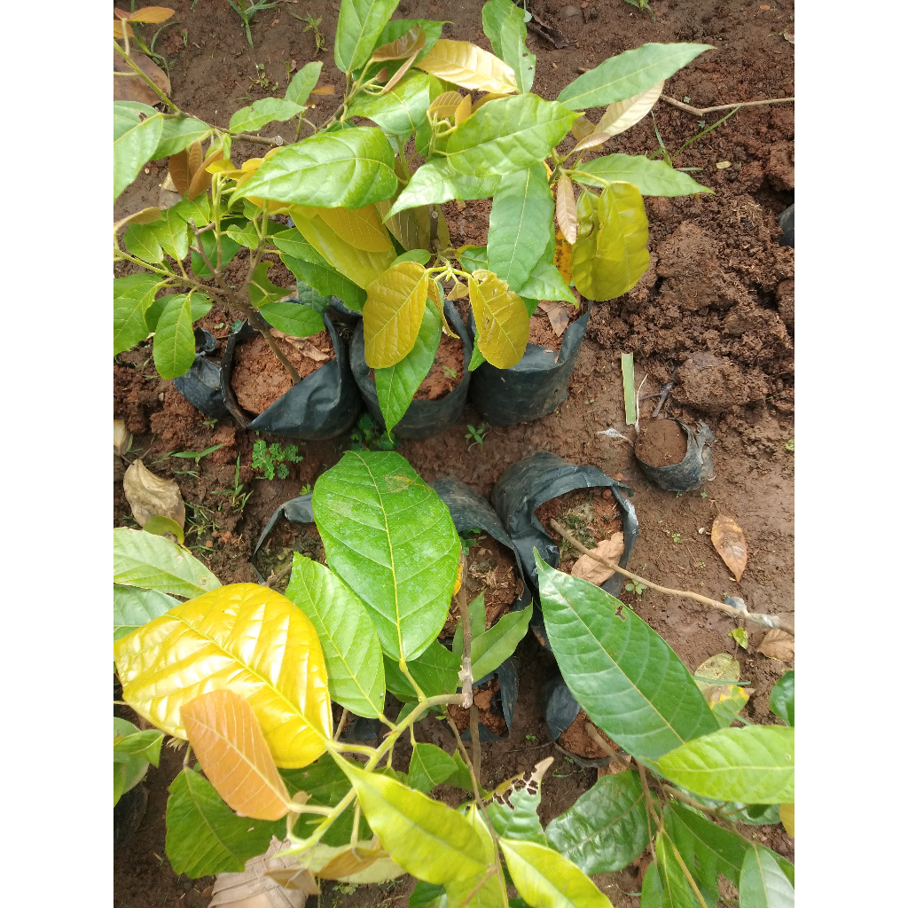 Bibit Tanaman Kakao/Coklat Asal Sambung Pucuk - Harga Murah