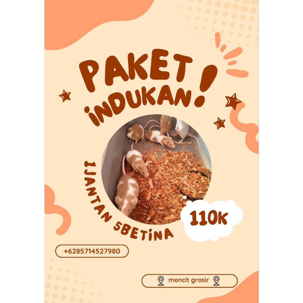 1 paket indukan tikus putih (mencit belang)