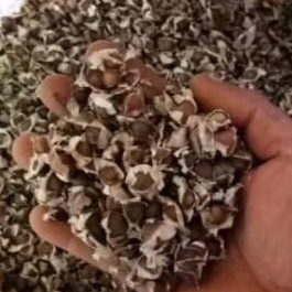 Biji kelor  1 kg / 500gram