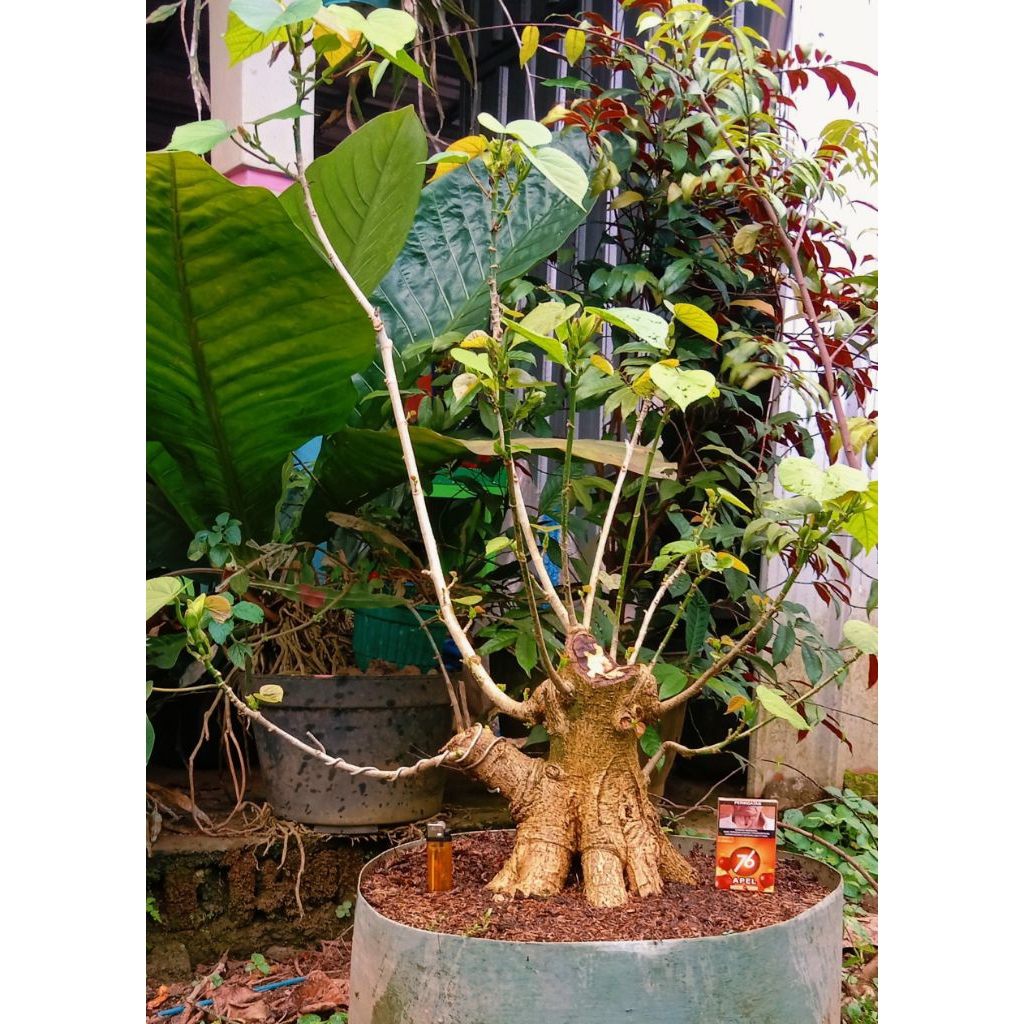 waru India jumbo prospek 585.000 program akar mantap.