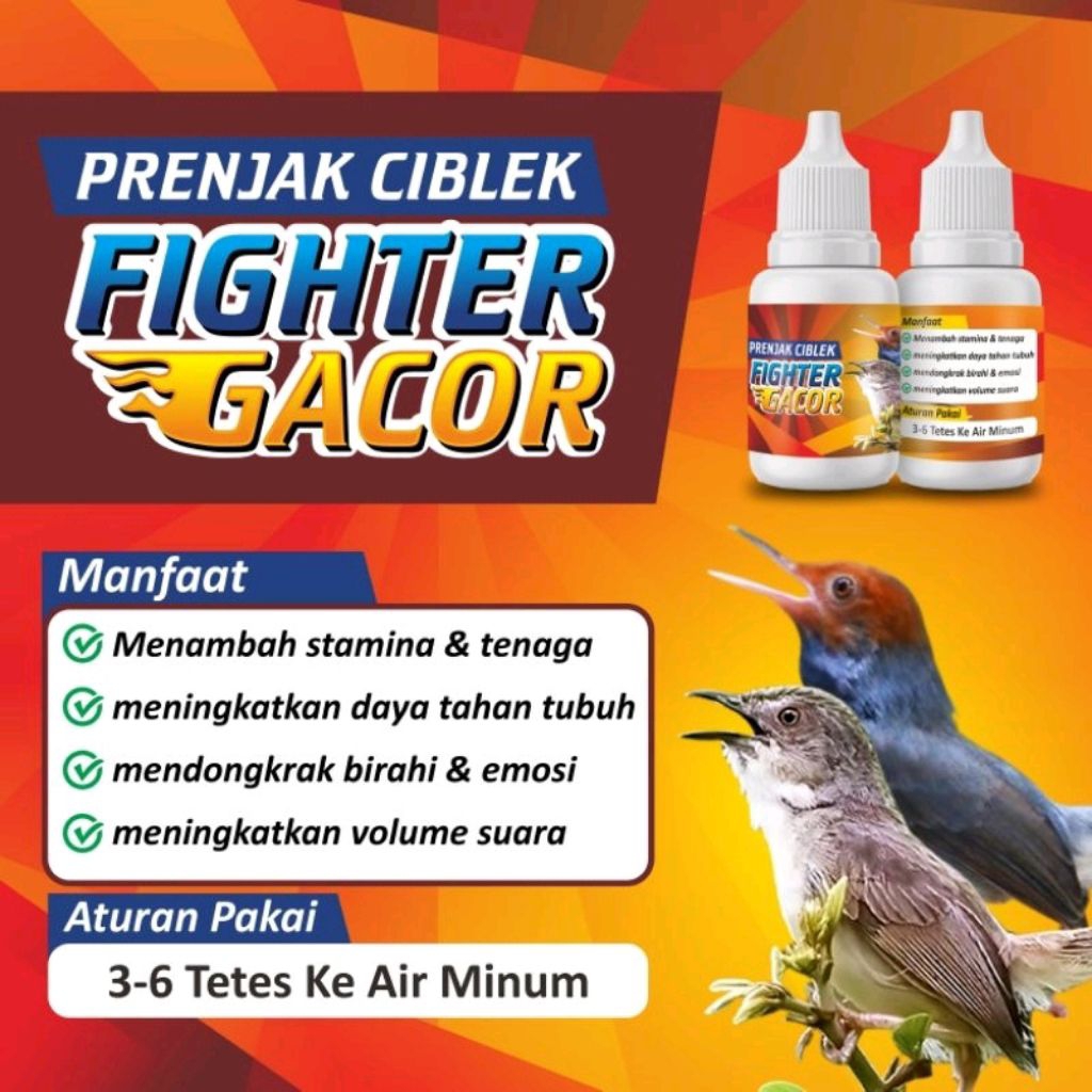 PRENJAK CIBLEK FIGHTER GACOR PENGGACOR SEKETIKA PRENJAK CIBLEK GACORMAXX CIBLEK METABOLISME BURUNG V