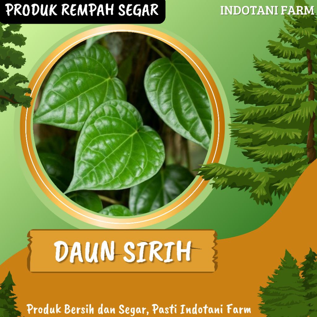 

INDOTANI_ Daun Sirih Segar / Daun Obat Herbal