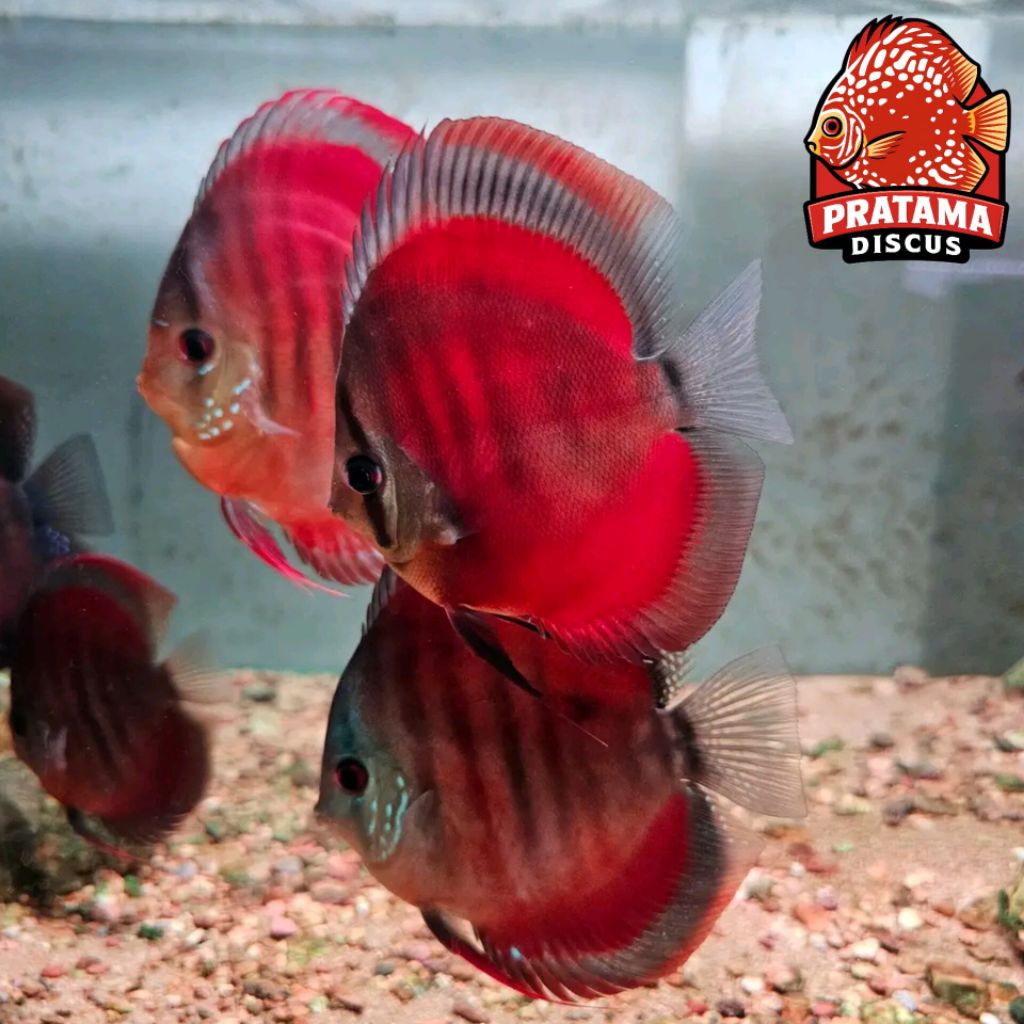 Decoration Aquarius Discus sun red blue rm