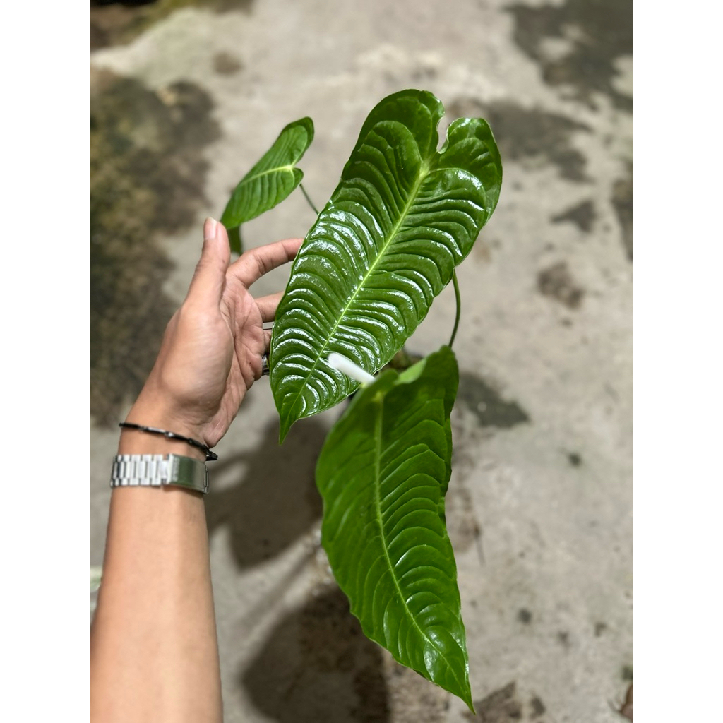 Anthurium Veitchii Super Narrow