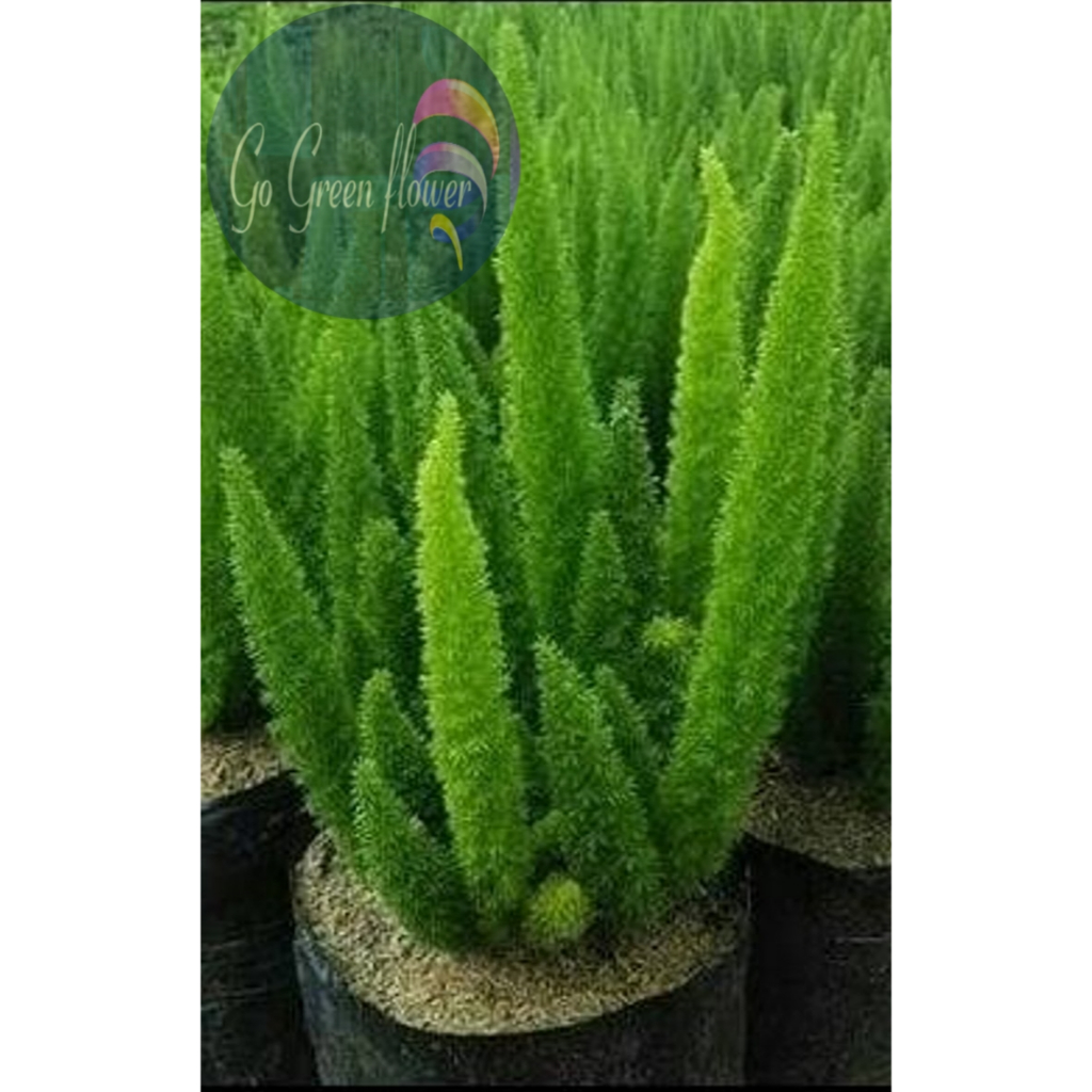 Cemara Ekor Tupai Asparagus Densiflorus Asparagus fern Plume asparagus foxtail fern asparagus densif