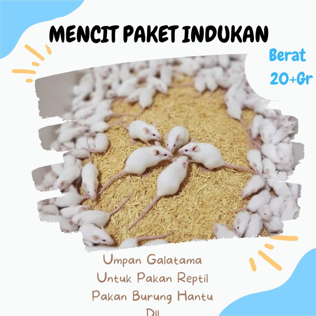 Indukan Mencit / Tikus Putih Berkualitas – Paket Betina + Jantan untuk Breeding