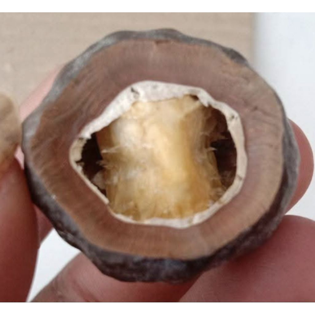 Muncang Adu Jenis Mayit Dedi Jr Batok Tebal Beli 3 Bonus 1