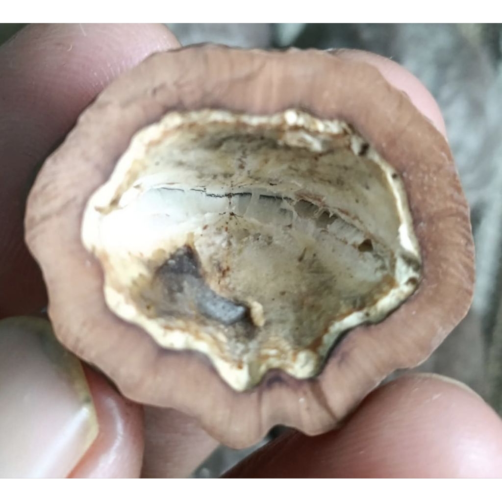 

Muncang Adu Jenis Yanti Galon Jr Batok Tebal Beli 3 Bonus 1