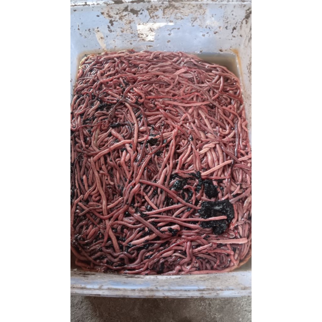 Cacing nipah grade A