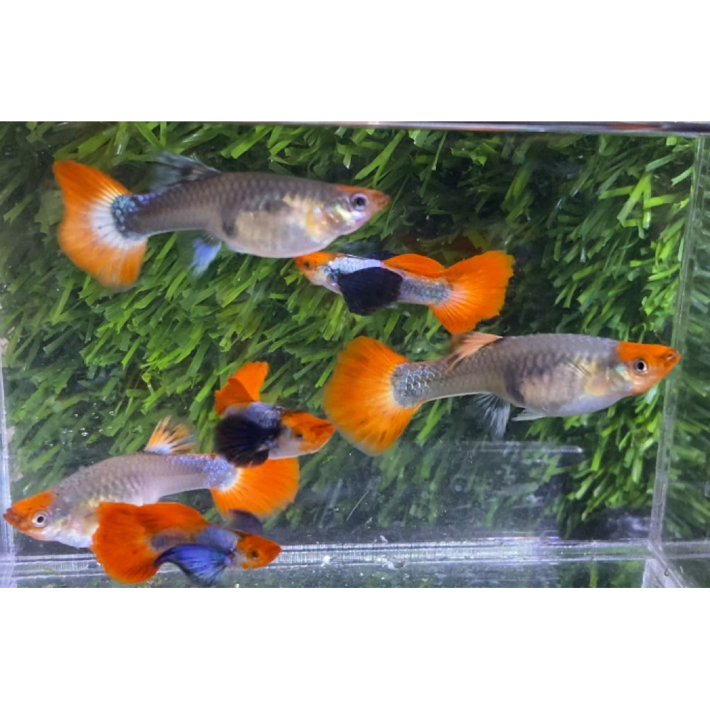 extra ketapang - Guppy koi prtde