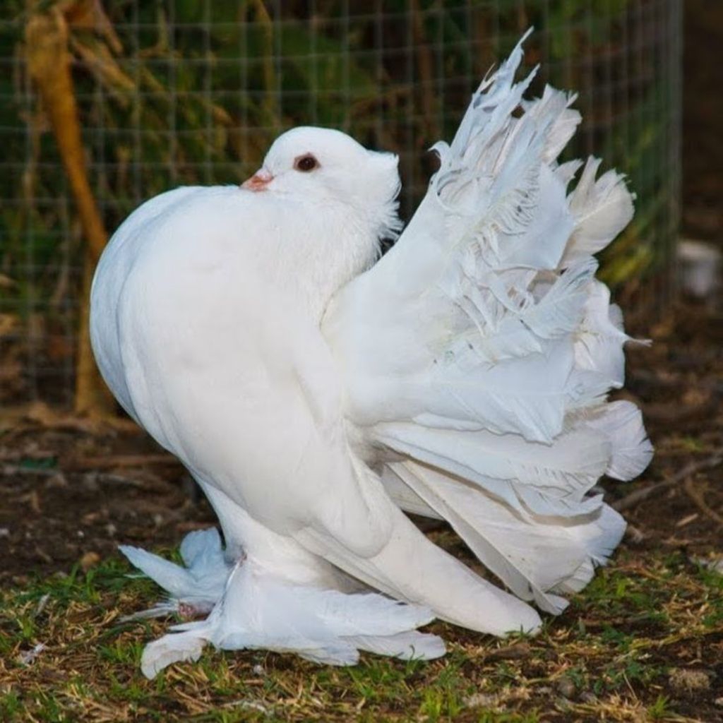 Telur Burung merpati kipas original siap untuk di tetapkan