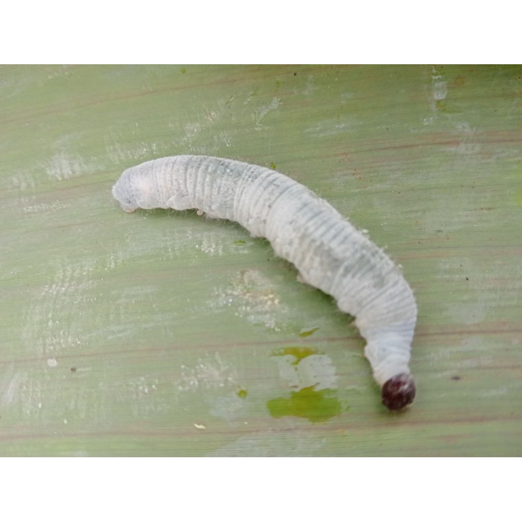 

ulet pisang atau entung