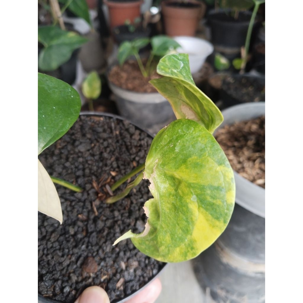 anthurium pteroductyl varigata mewah sesuai kondisi