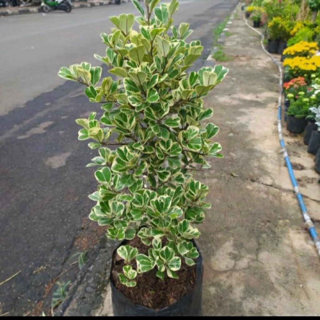 Tanaman Hias Beringin Kupu Kupu ariegata-pohon beringin variegata-Tanaman beringin variegata