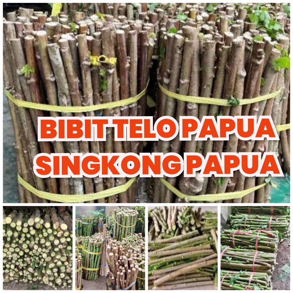 Bibit telo papua singkong papua