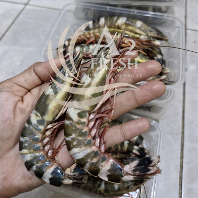Udang Laut (Udang Tiger) 250 Gr