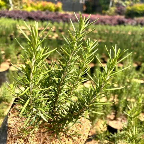 Tanaman Rosemary Ukuran Besar