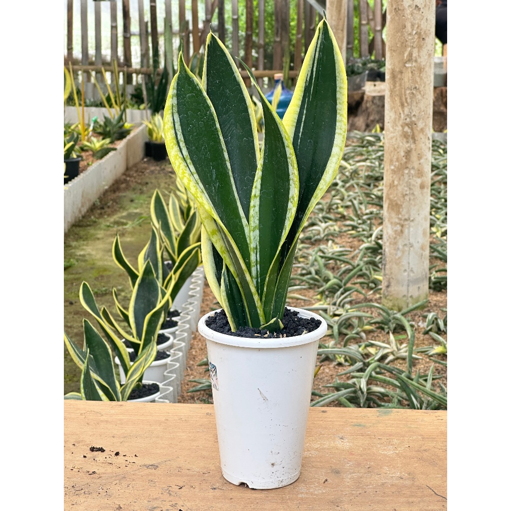 Tanaman Hias Sanseviera Serii Black Gold| Sanseviera| Lidah Mertua| Tanaman Penyerap Polutan