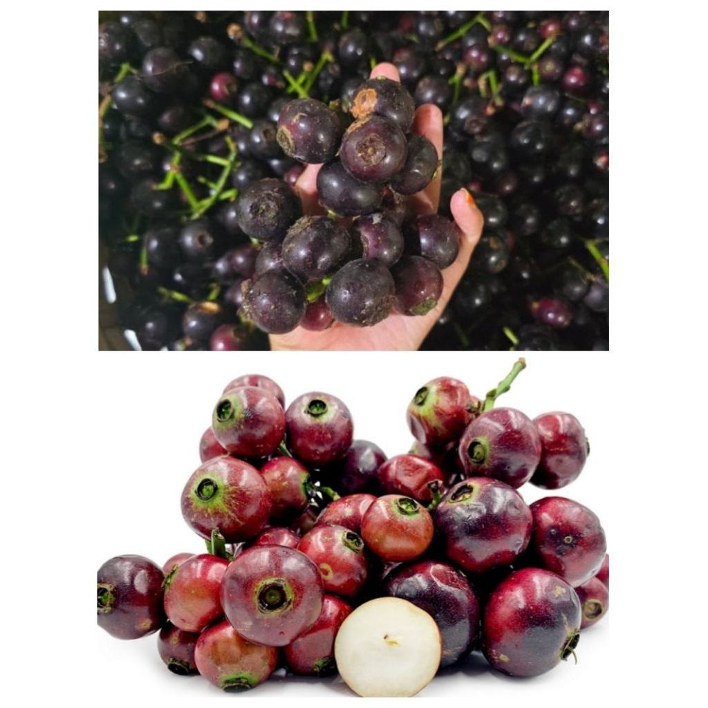 

Buah Langka Kupa Gowok 500 Gram