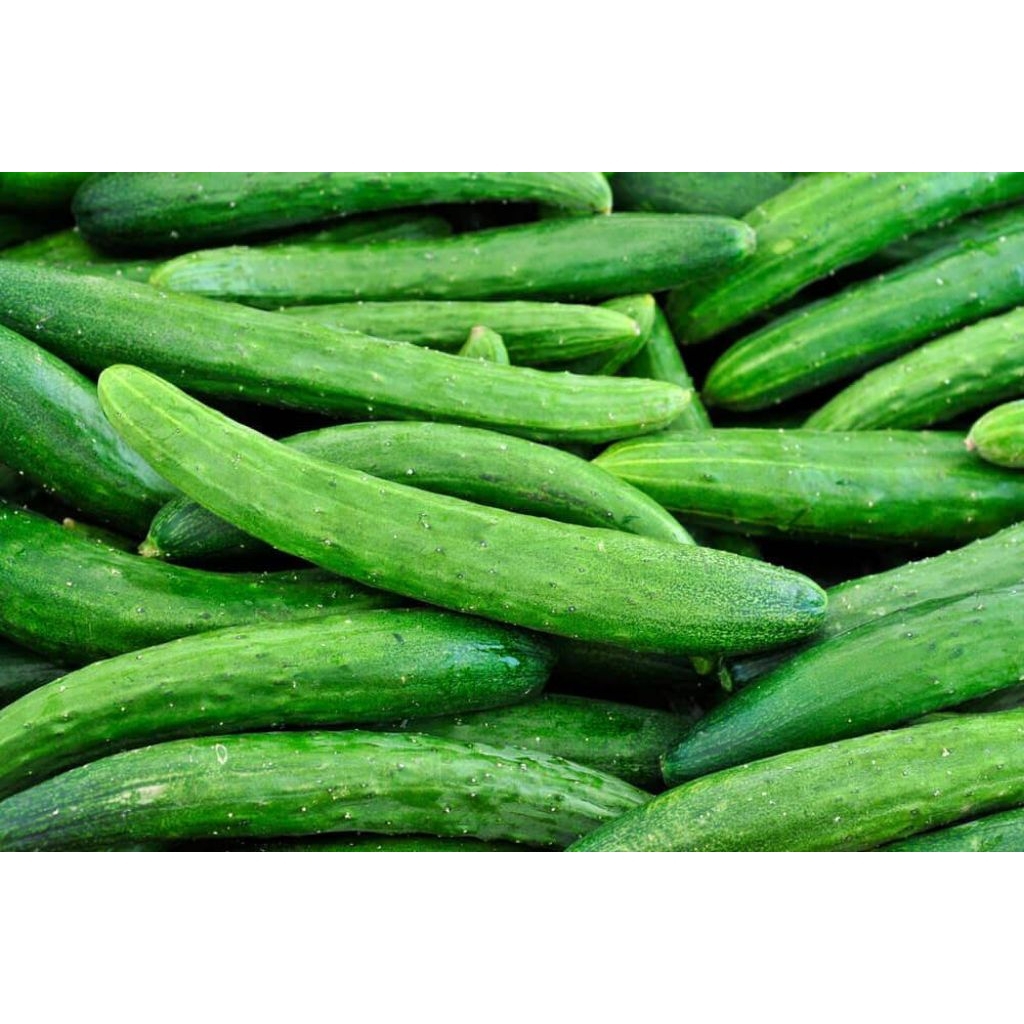 timun kyuri/timun jepang