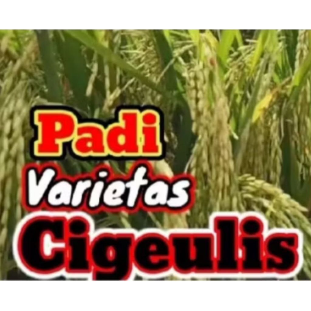 benih varietas padi cigelis 5kg