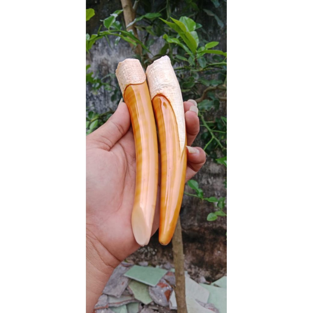 Once pipa cangklongpadutan Sarigading model taring duyung