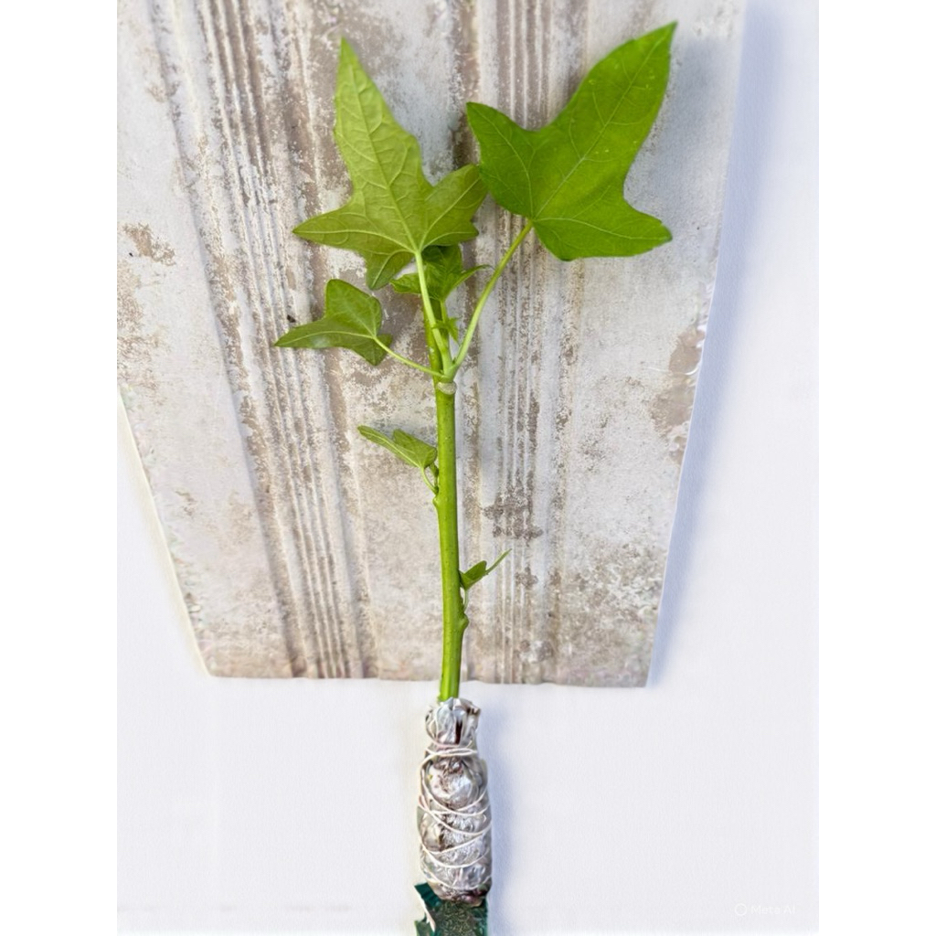 POHON GEDI HERBAL DAUN MUJARAB Setek