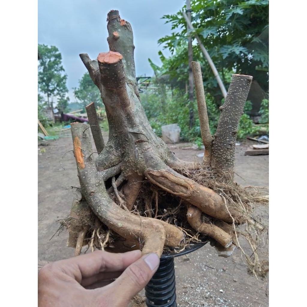 Bahan bonsai anting putri raft sesuai foto