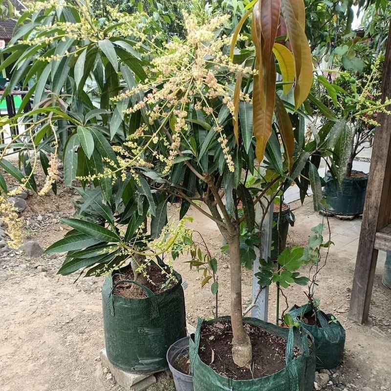 Bibit mangga kiojay tinggi 1meter