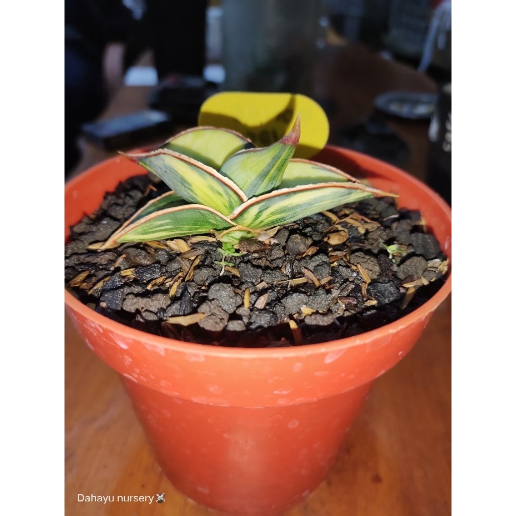 sansevieria Rorida var