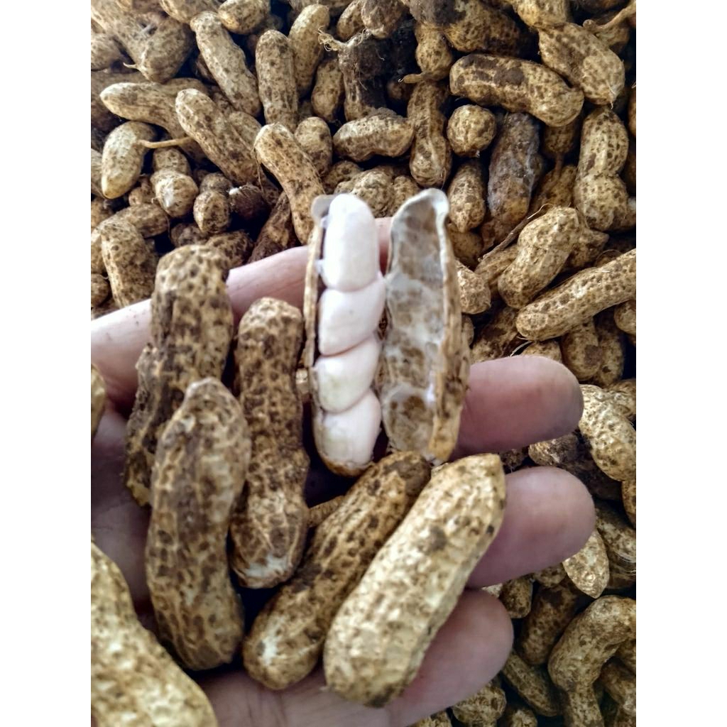 Kacang Tanah/Kacang Kulit Mentah 1kg