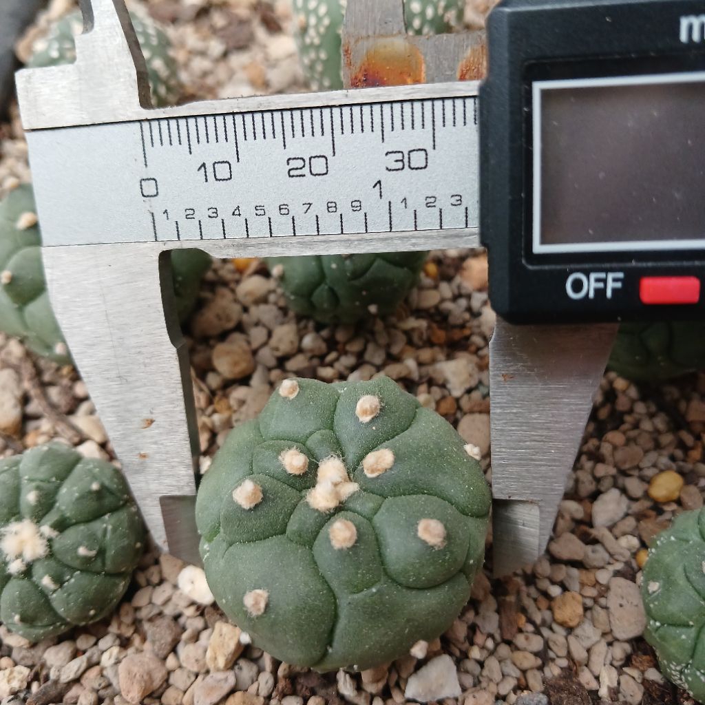 Astrophytum Kikko | Kaktus