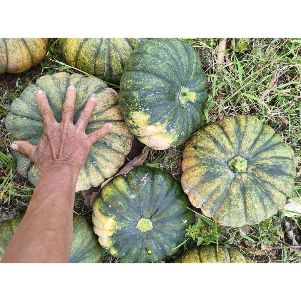 

Labu Kuning Segar – Buah Labu Lokal Pilihan (Siap Masak / Olahan)