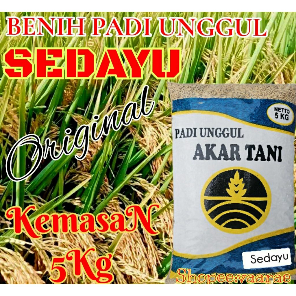 BENIH BIBIT PADI SEDAYU ORIGINAL KEMASAN 5KG