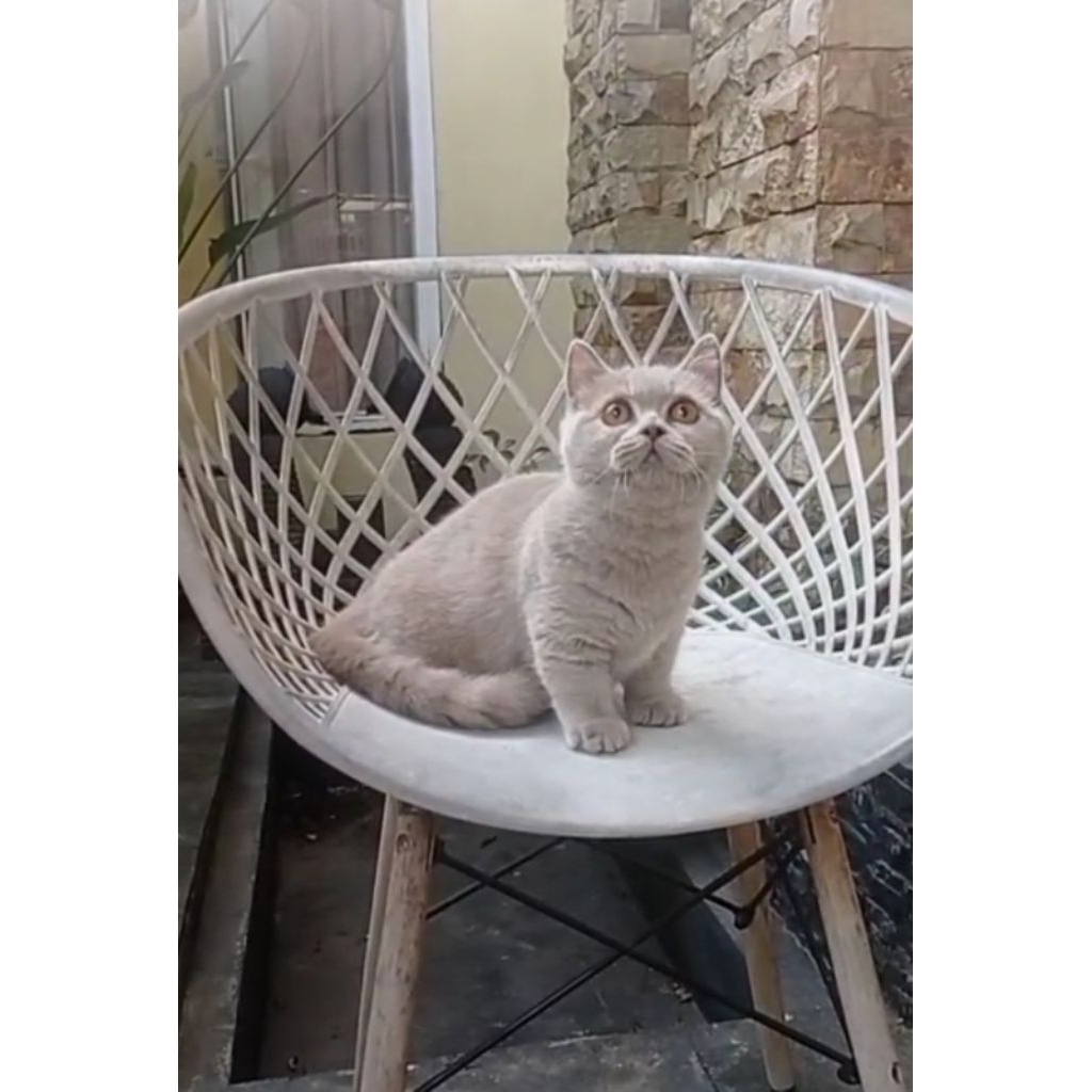 munchkin lilac betina