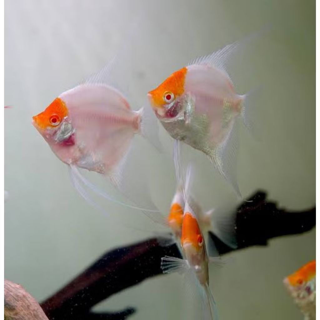 Manfish Red Cap Albino 2.5 3 cm - AQUARIUM