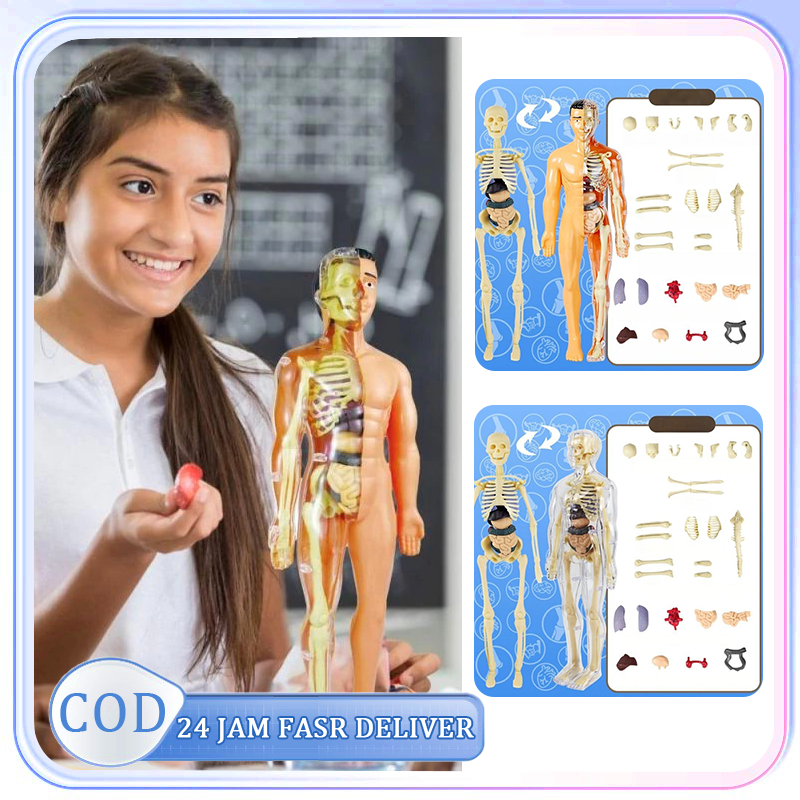 1set Anatomy Human Body Human Body Anatomi Model The Human Body Anatomy Model