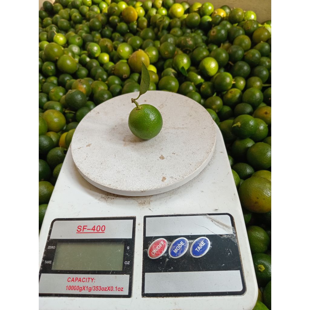 1.kg jeruk sonkit segar
