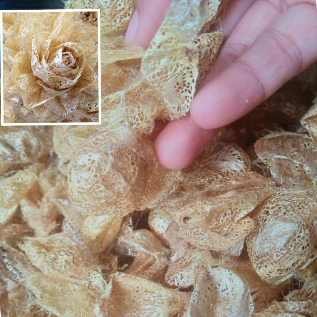 silk cocoon (kulit kepompong emas)