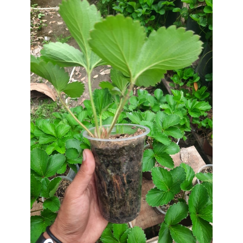 Strawberry California Indukan Dataran Rendah