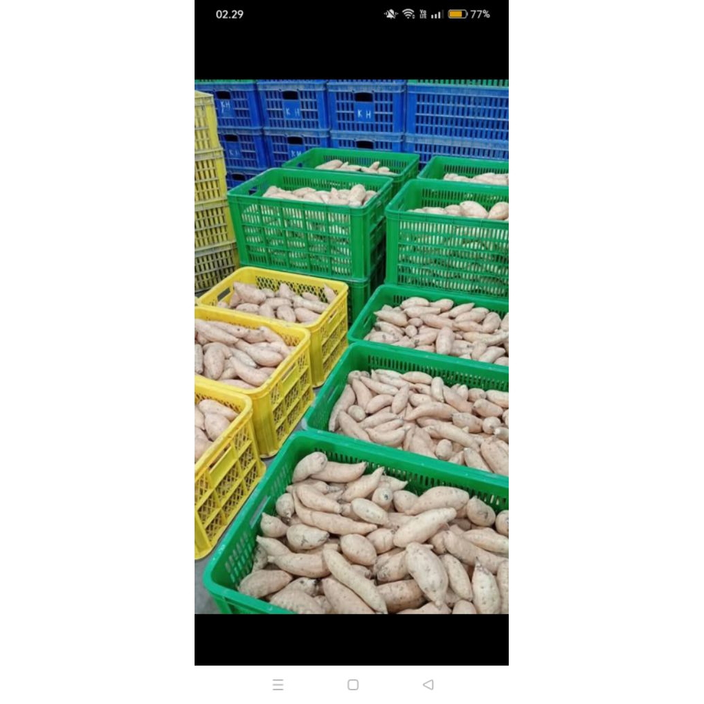 

ubi Cilembu barang prees bersih 1 kg mentah