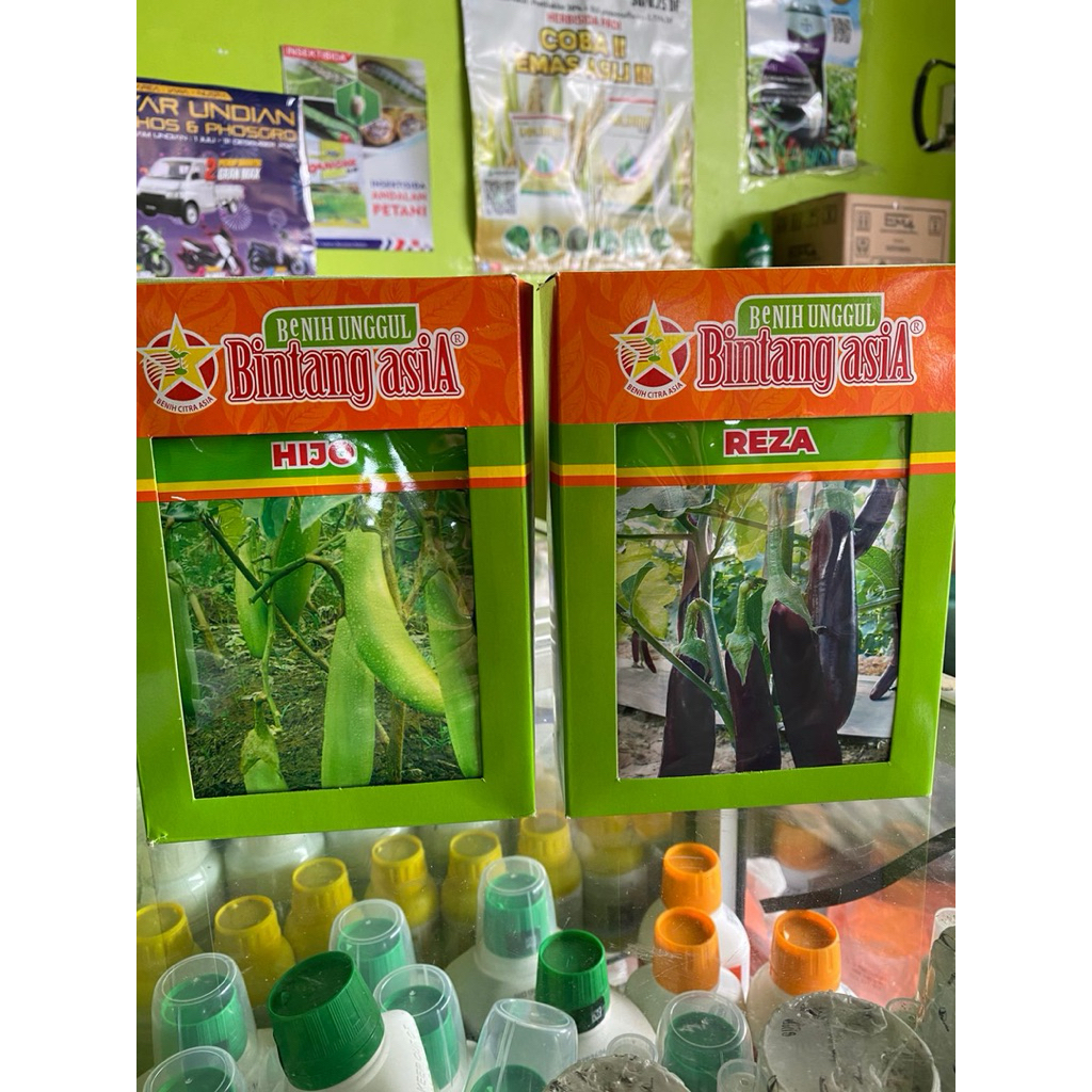 Benih terong hijau dan ungu Bintang asia