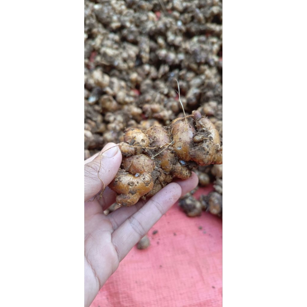 

Kencur / Cikur bagus untuk lalab bahkan obat tradisional