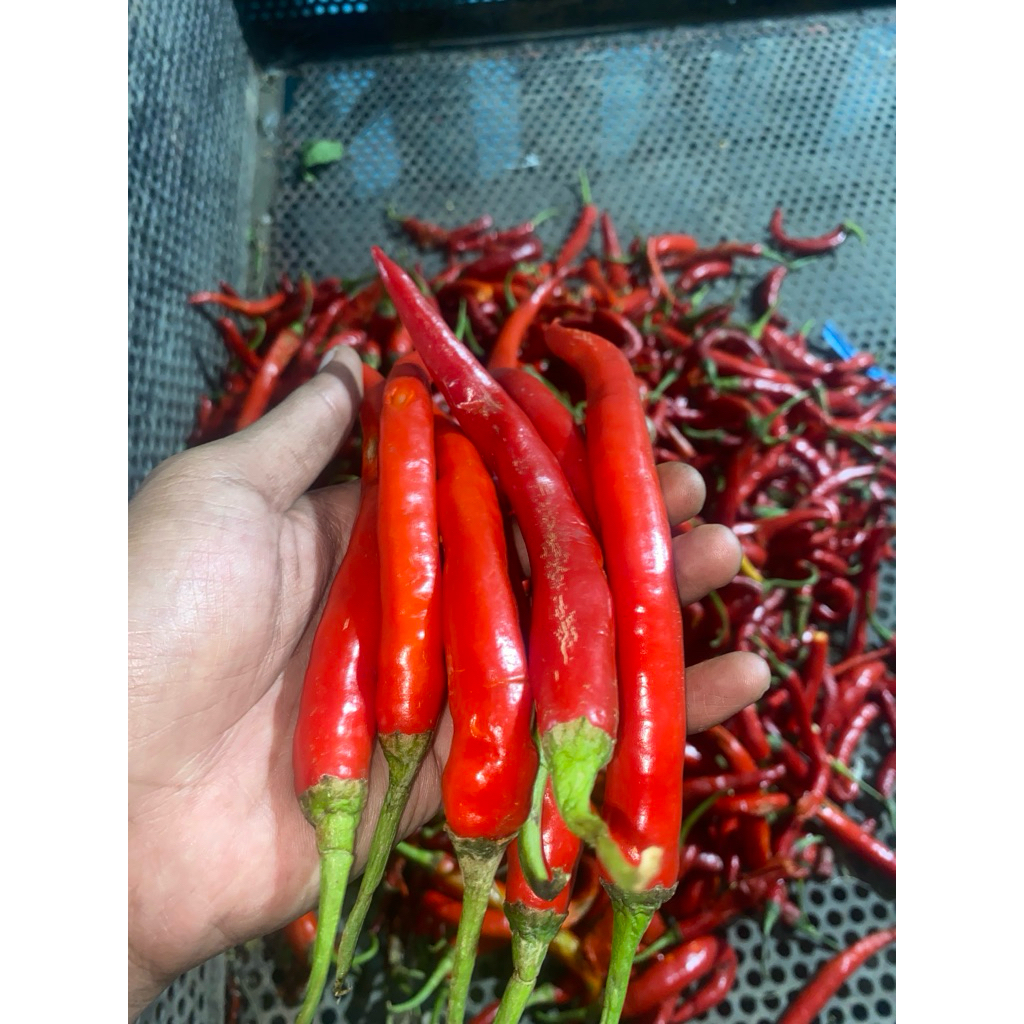 

Cabe merah besar berkualitas murah