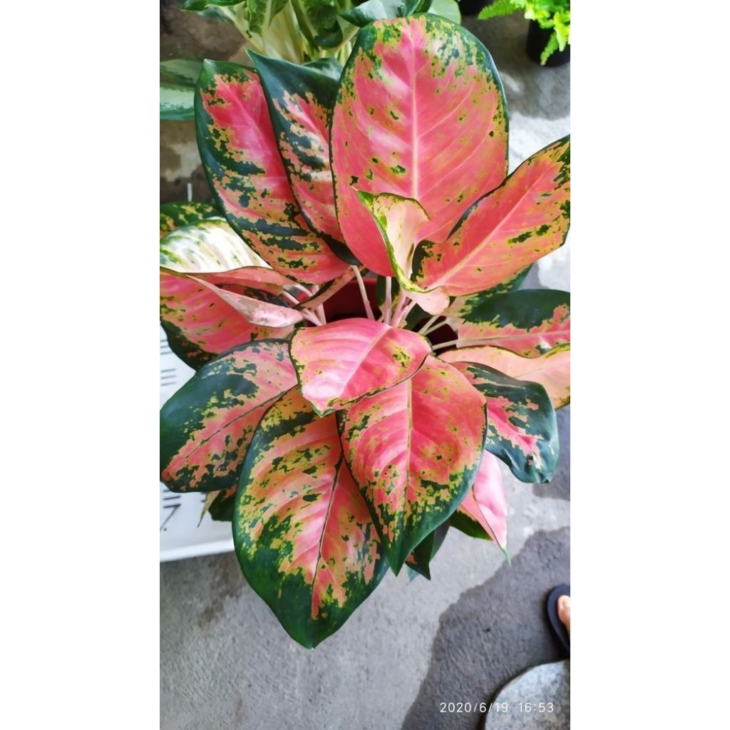 Aglomema Kochin Tembaga - Tanaman Hias Kochin Tembaga