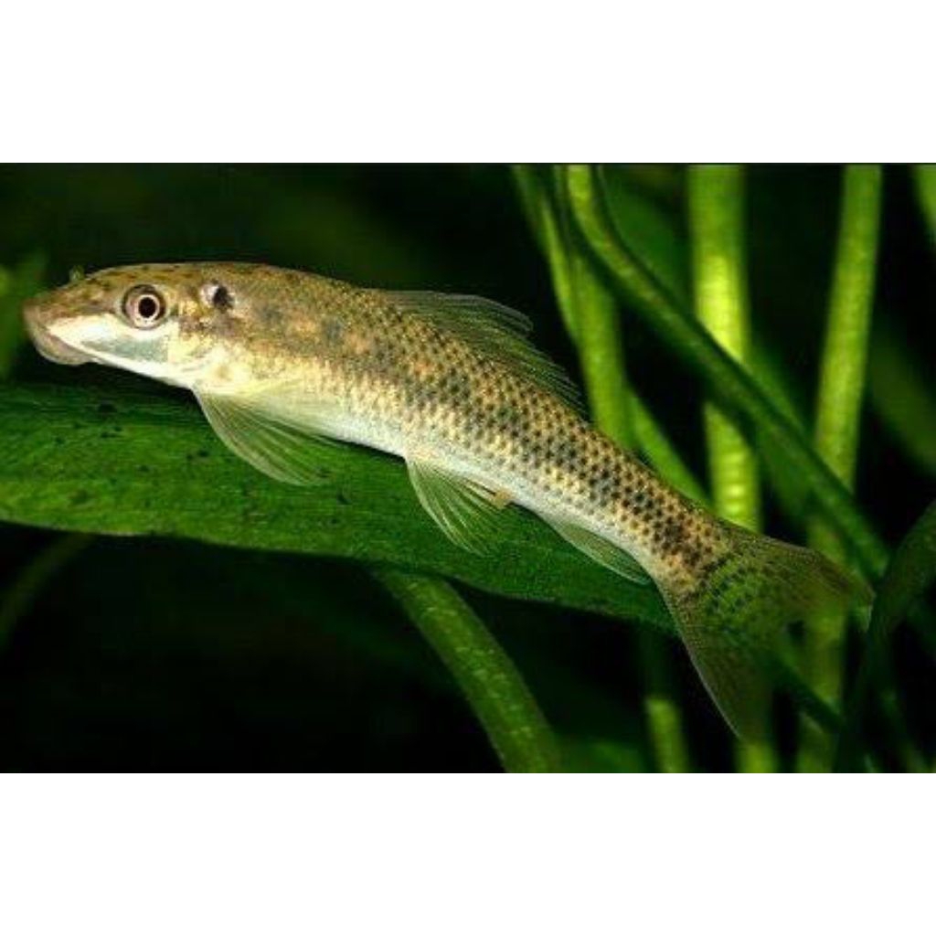 Aquascape Algae Eater