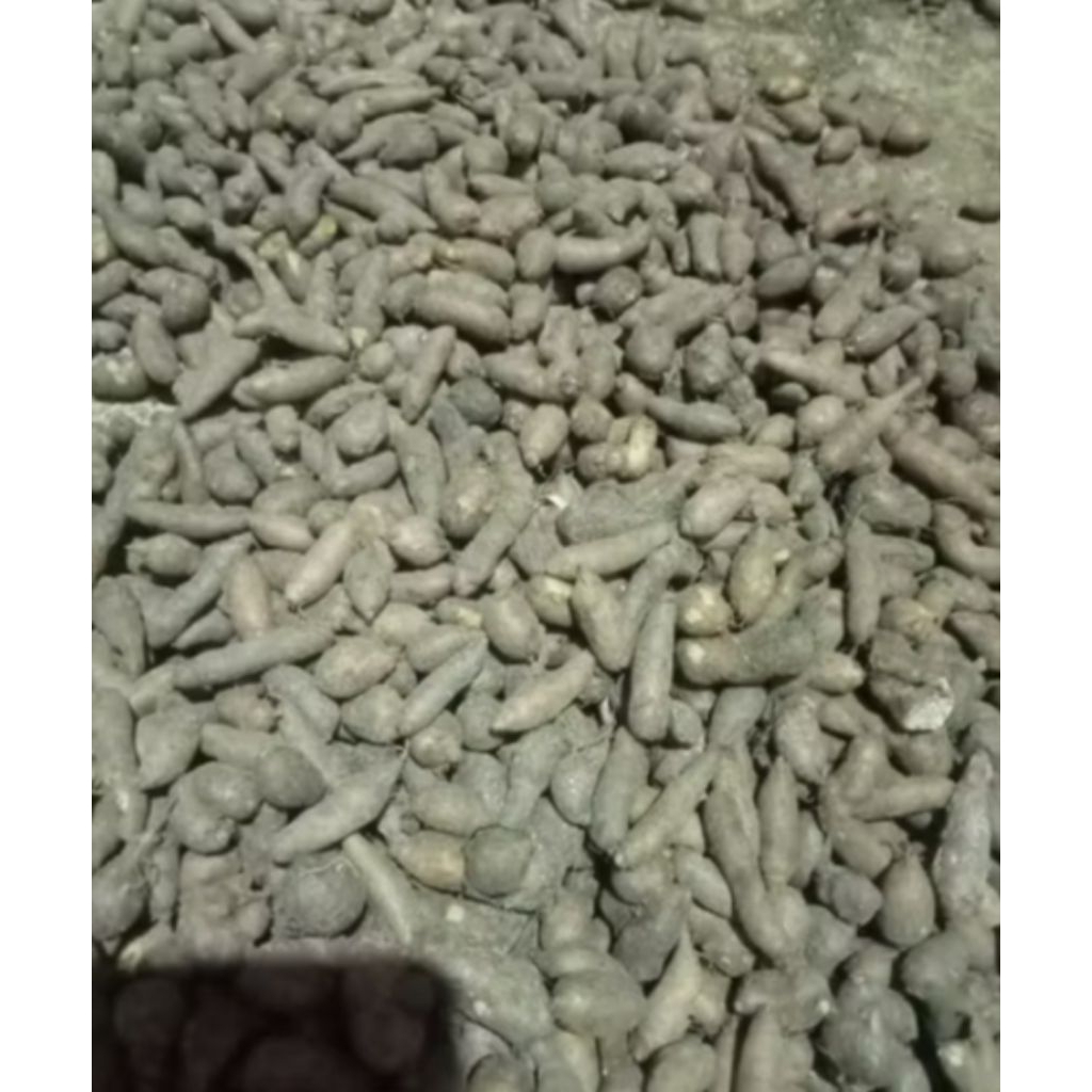 BiBit kentang klici hitam kecil kecil murah aja 1KG