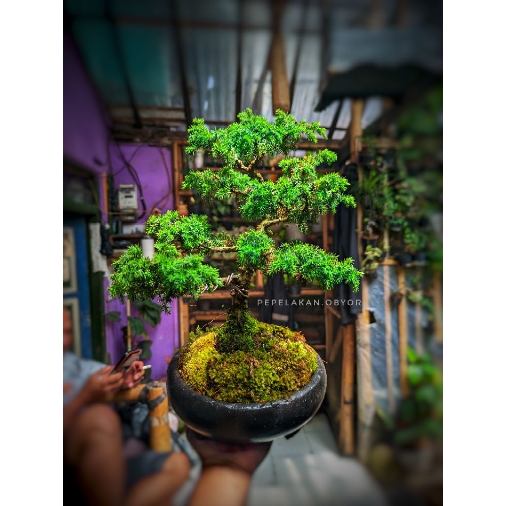 Bonsai Cemara Rigida Bonsai Cemara Duri Sudah siap pajang berkarakter Ukuran Small