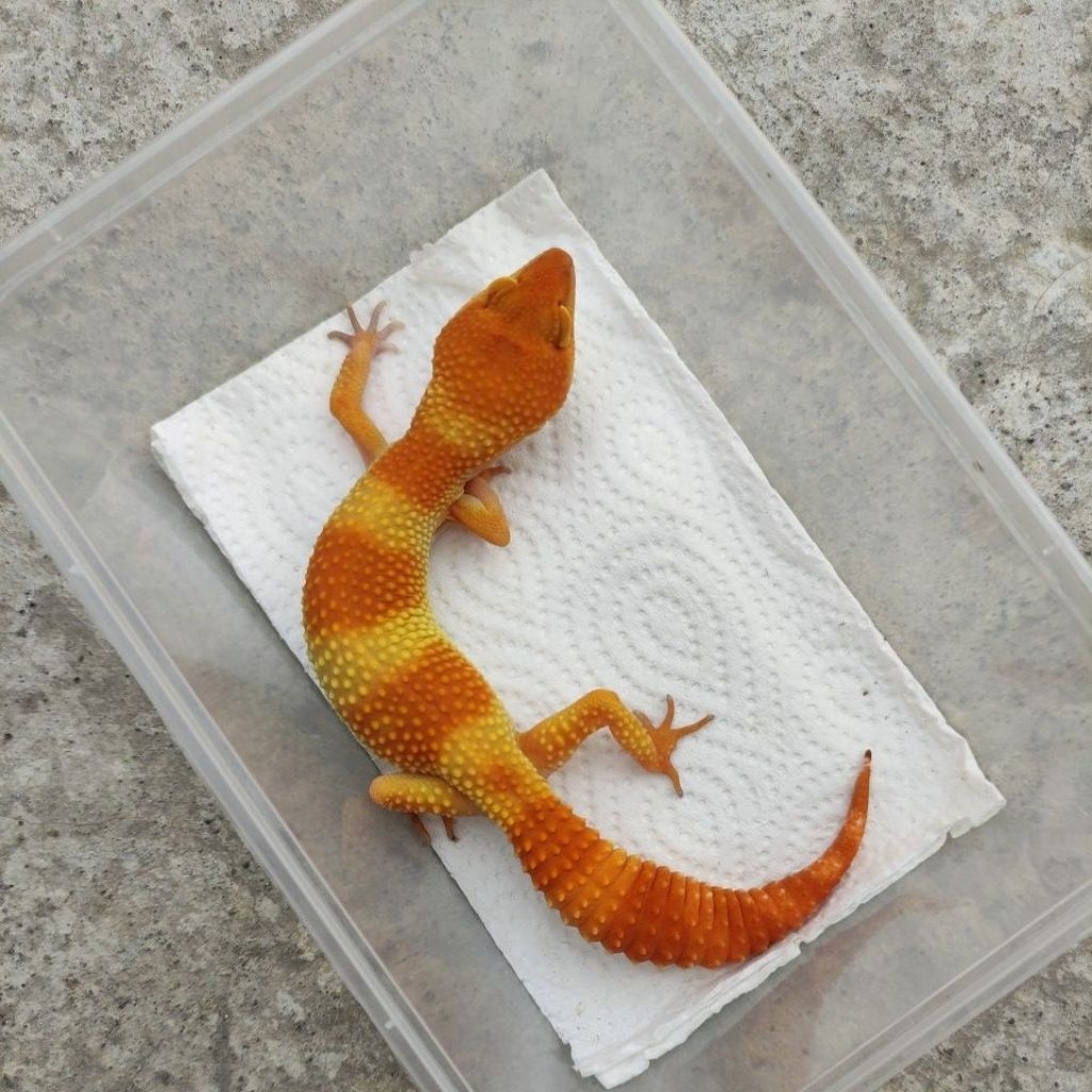 MAINAN ANAK GECKO DEWASA_SHTCTB FEMALE